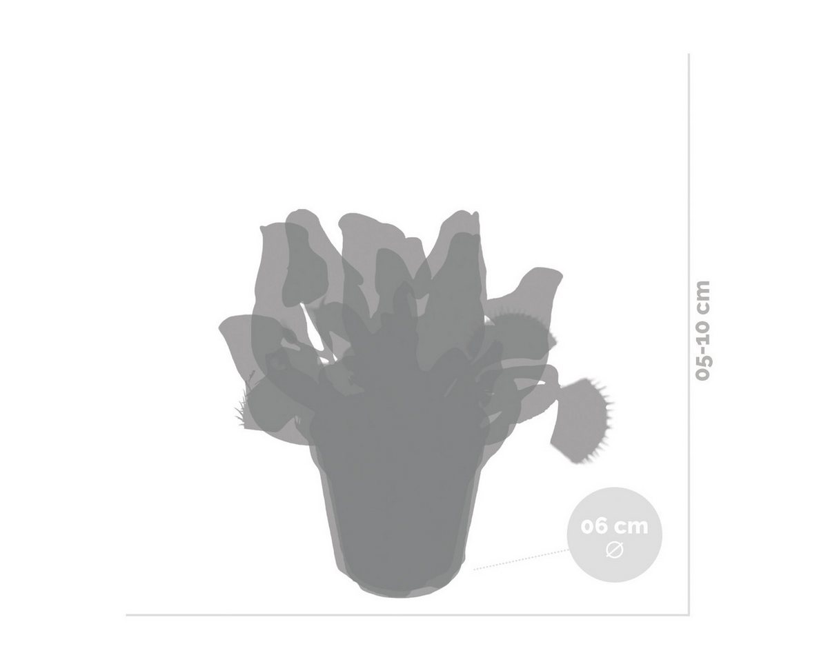 Bloomique Zimmerpflanze 3x Fleischfressende Pflanzenmischung - Sumpfpflanze - Pflegefreundlich, 3 St. Bild 5
