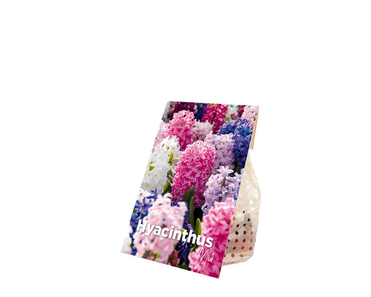 Bloomique Blumenzwiebeln Bloomique - 10er-Mix - Hyacinthus - Hyazinthe - Farbmischung - Blumenz, (10-St) Bild 2