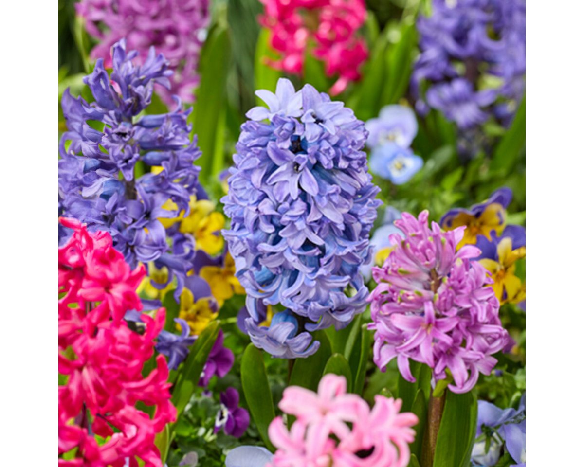 Bloomique Blumenzwiebeln Bloomique - 10er-Mix - Hyacinthus - Hyazinthe - Farbmischung - Blumenz, (10-St) Bild 4