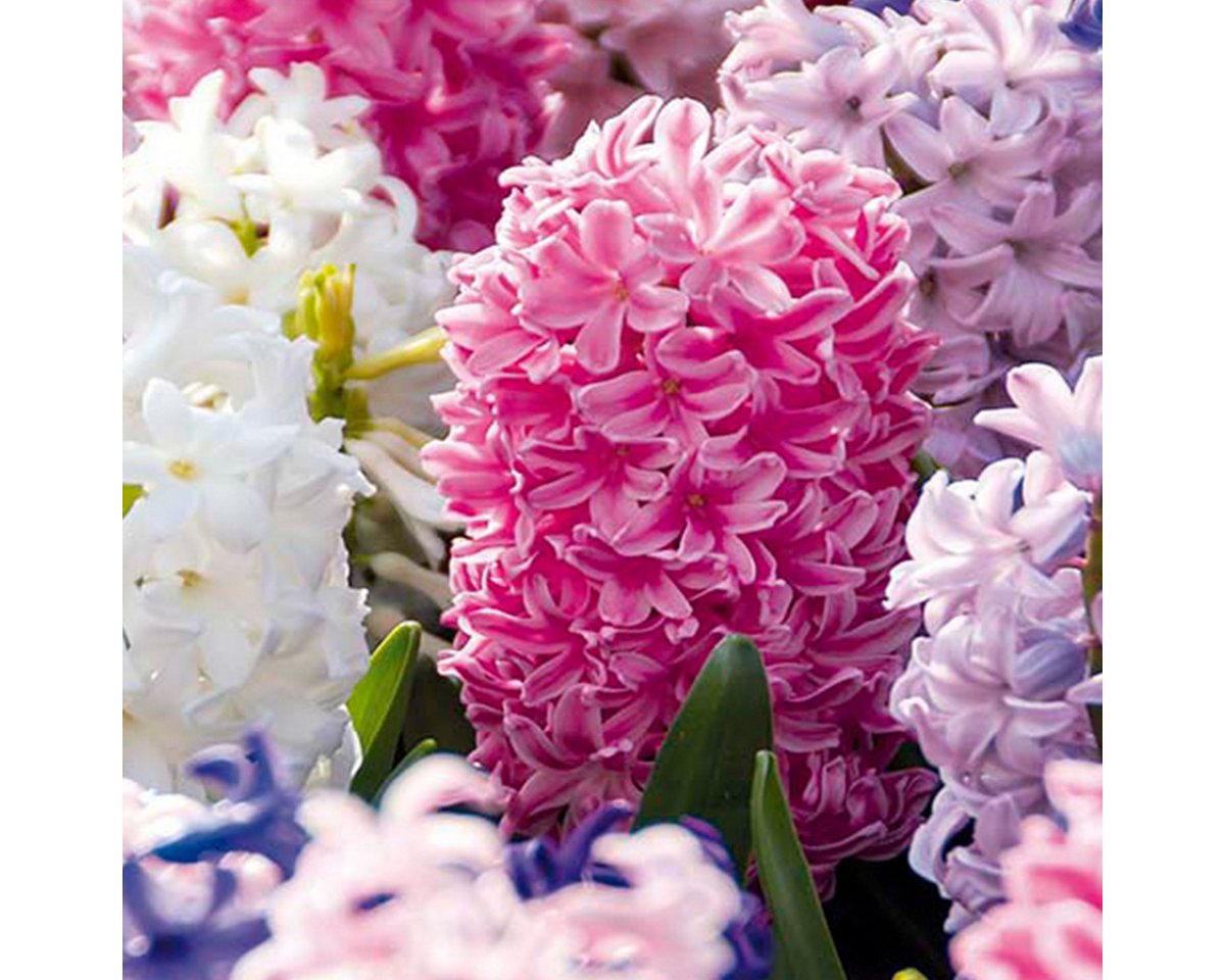 Bloomique Blumenzwiebeln Bloomique - 10er-Mix - Hyacinthus - Hyazinthe - Farbmischung - Blumenz, (10-St) Bild 5