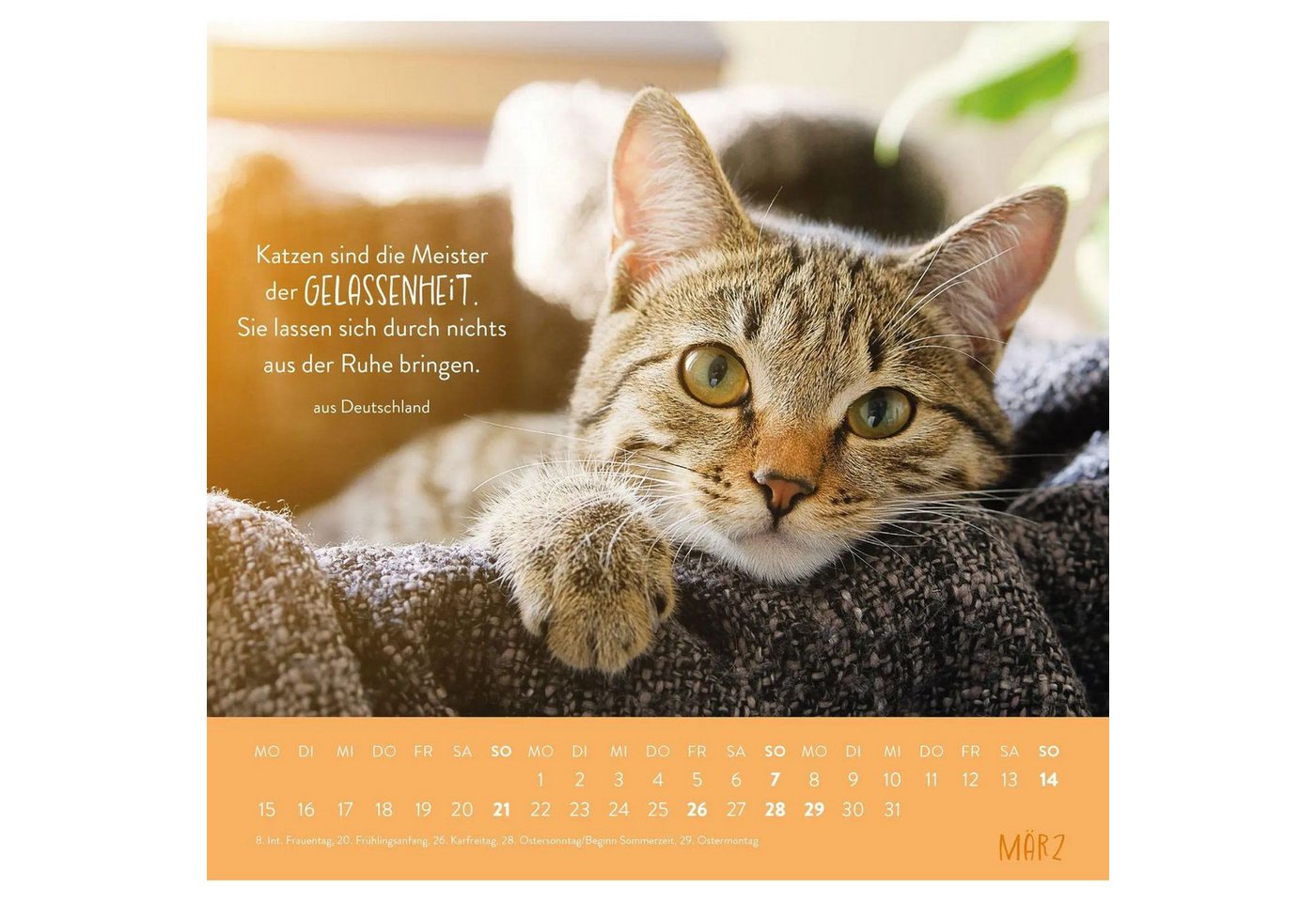 groh Verlag Wandkalender Wandkalender 2027: Für Katzenfreunde Bild 3