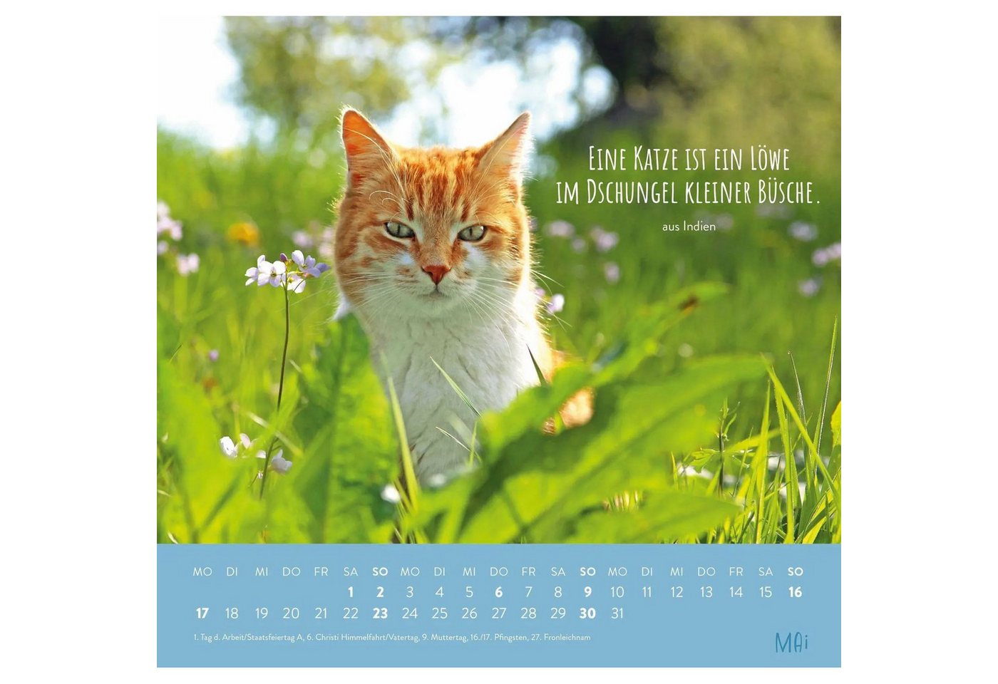 groh Verlag Wandkalender Wandkalender 2027: Für Katzenfreunde Bild 4
