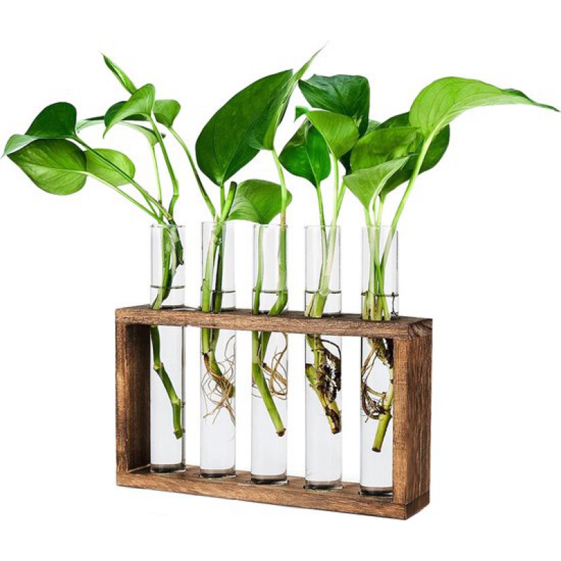 Vermehrungsstation Mit 5 Reagenzgläsern – 23 X 12,5 Cm – Material: Holz – Zubehör Inklusive: Vermehrungsgefäße, Vermehrungsgläser