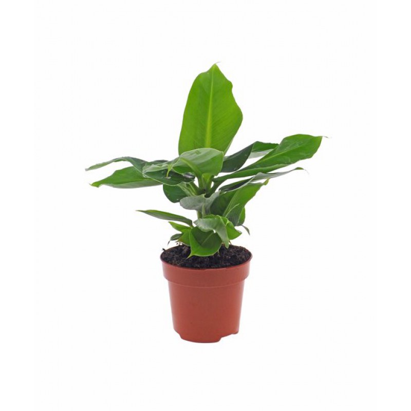 Bananenbaum Musa 30 Cm