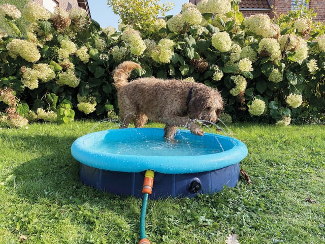 Hundepool Splash Pool 2 In 1 Ø 80cm Hundebad Planschbecken Hundebad Hunde Pool - Nobby