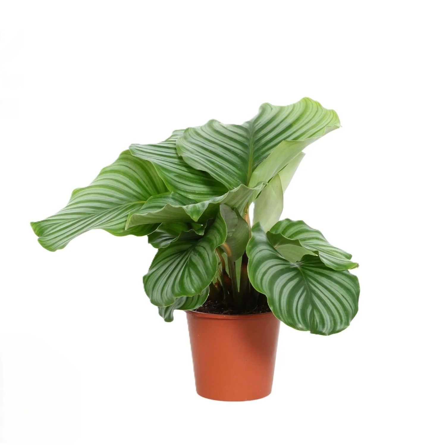 GROW by OBI Rundblättrige Korbmarante Topf-Ø ca. 14 cm