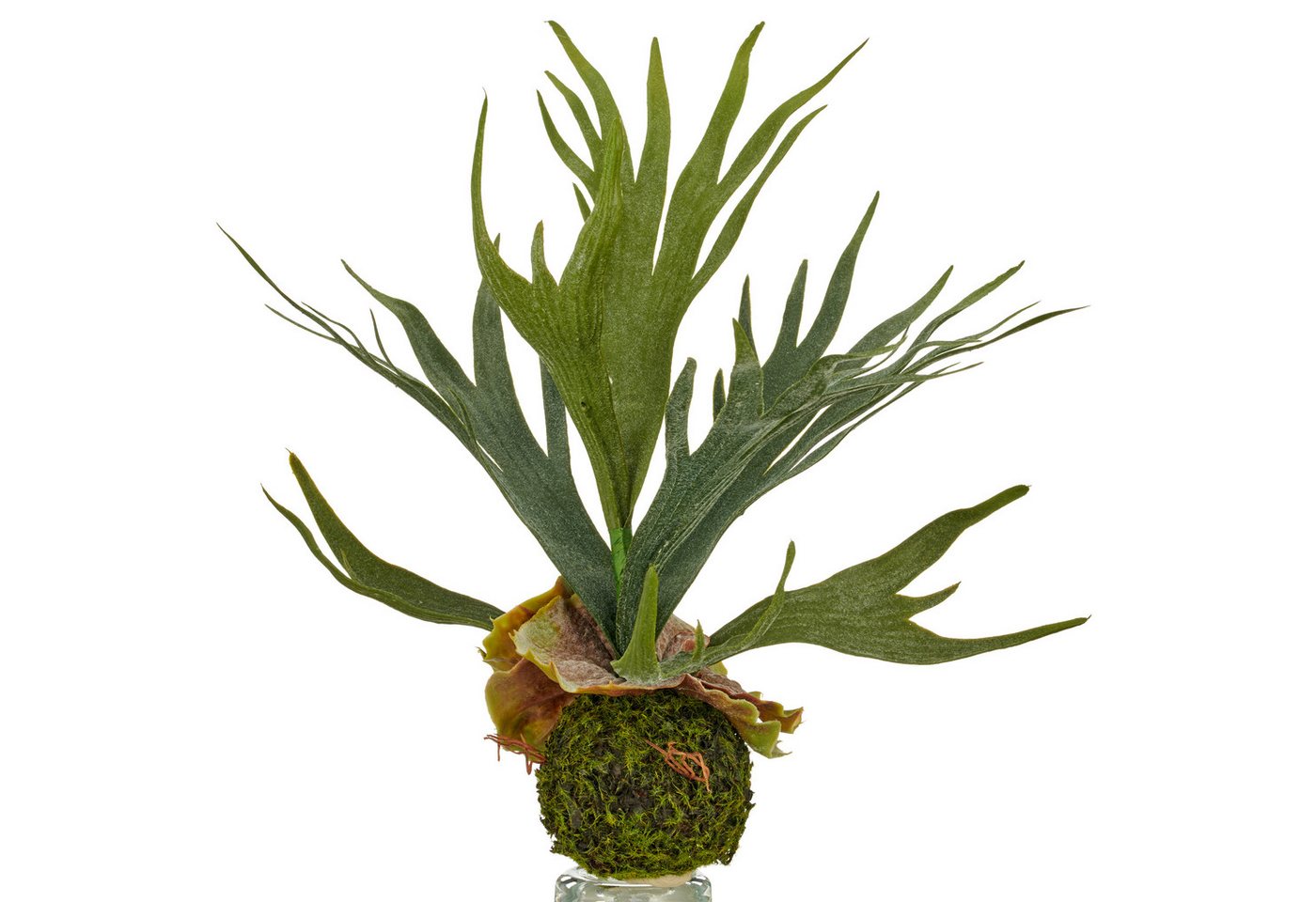 Kunstpflanze Geweihfarn, Creativ green, Höhe 31 cm, auf Moosballen