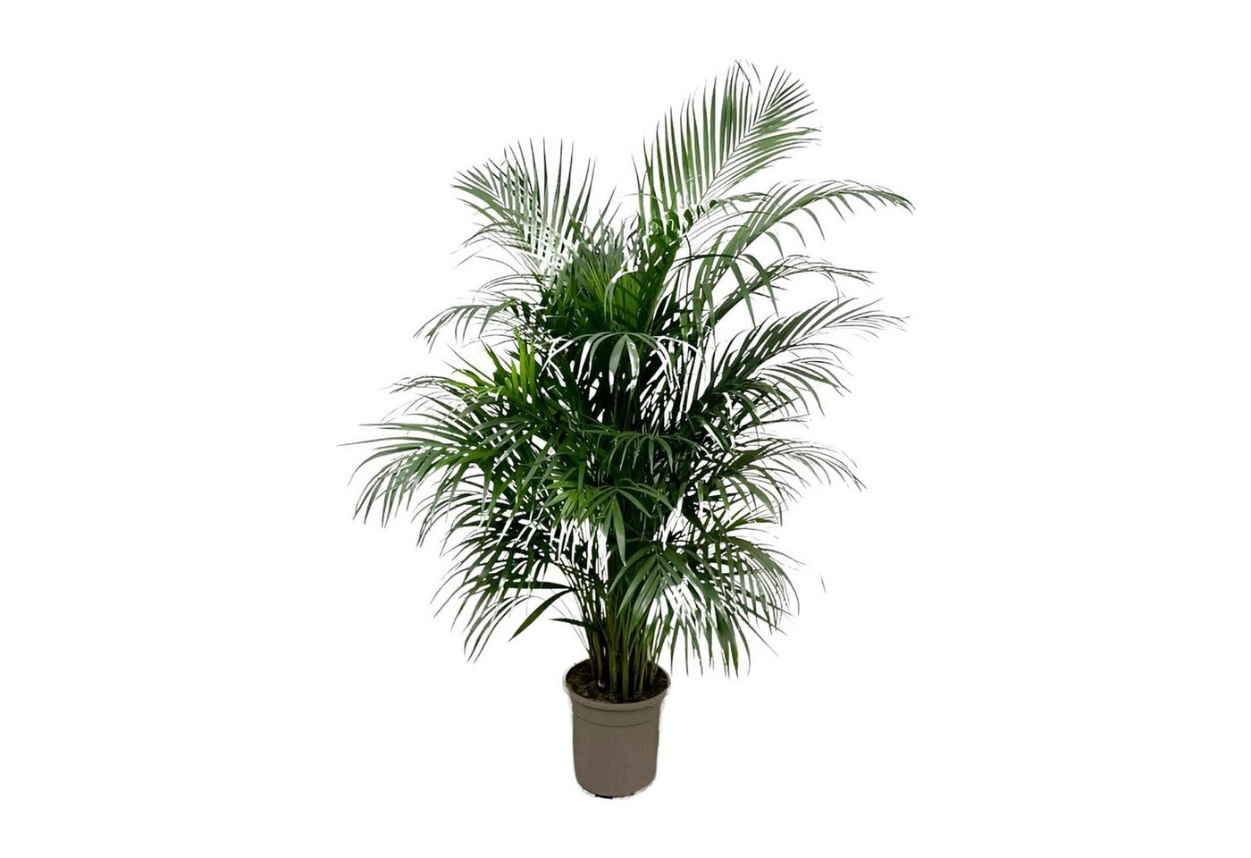 Florora Zimmerpflanze Dypsis Lutescens – Areca-Palme – 150 cm – Topf 24 cm