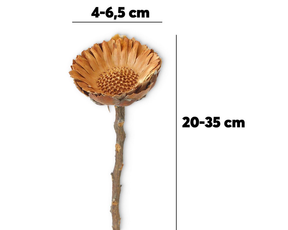 matches21 HOME & HOBBY Bilderrahmen Protea Trockenblumen orange natur 5er Set afrikanische Zuckerbüsche, (5 St), Getrocknete Blumen als Boho-Deko Trockenpflanzen Tischdeko Basteln Bild 2