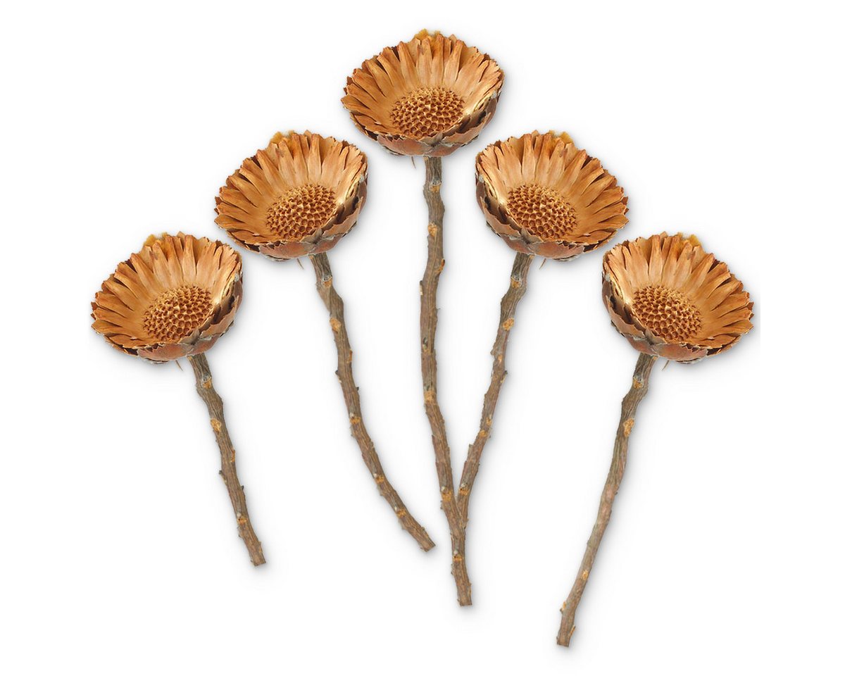 matches21 HOME & HOBBY Bilderrahmen Protea Trockenblumen orange natur 5er Set afrikanische Zuckerbüsche, (5 St), Getrocknete Blumen als Boho-Deko Trockenpflanzen Tischdeko Basteln Bild 4