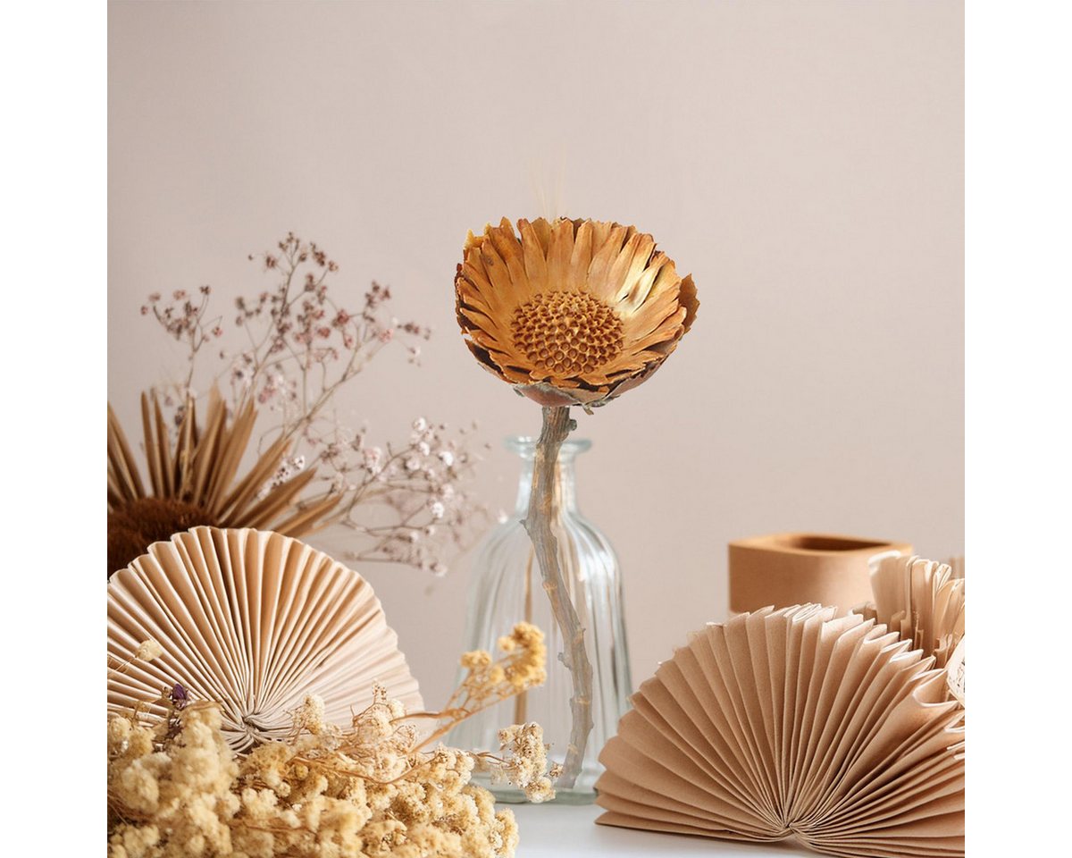 matches21 HOME & HOBBY Bilderrahmen Protea Trockenblumen orange natur 5er Set afrikanische Zuckerbüsche, (5 St), Getrocknete Blumen als Boho-Deko Trockenpflanzen Tischdeko Basteln Bild 5