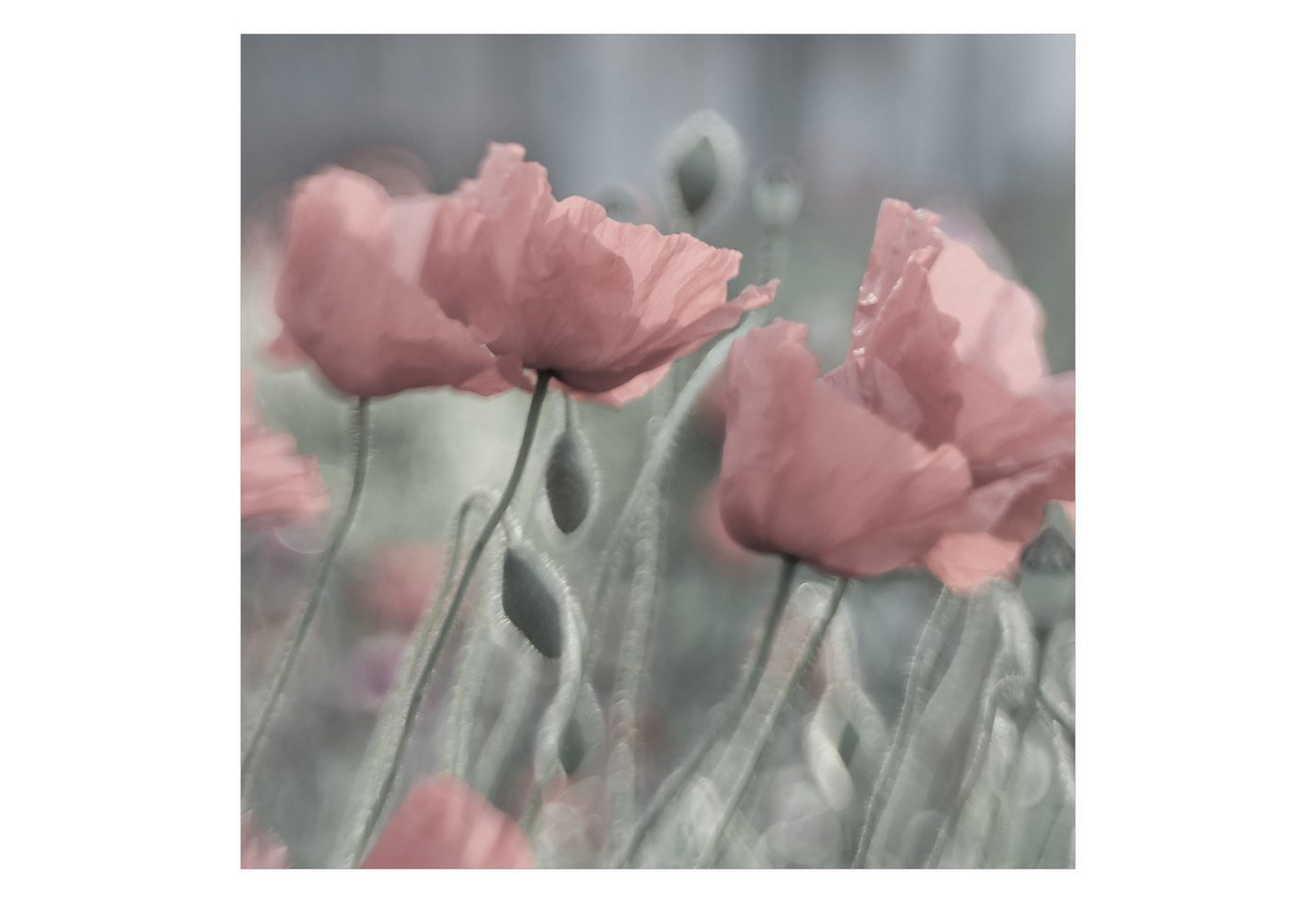 Bilderdepot24 Fototapete Blumen Mohnblumen Blumentapete Floral Natur Modern Kunst, Glatt, Matt, (Vliestapete inkl. Kleister oder selbstklebend), Wohnzimmer Schlafzimmer Küche Flur Motivtapete Vliestapete Wandtapete Bild 5