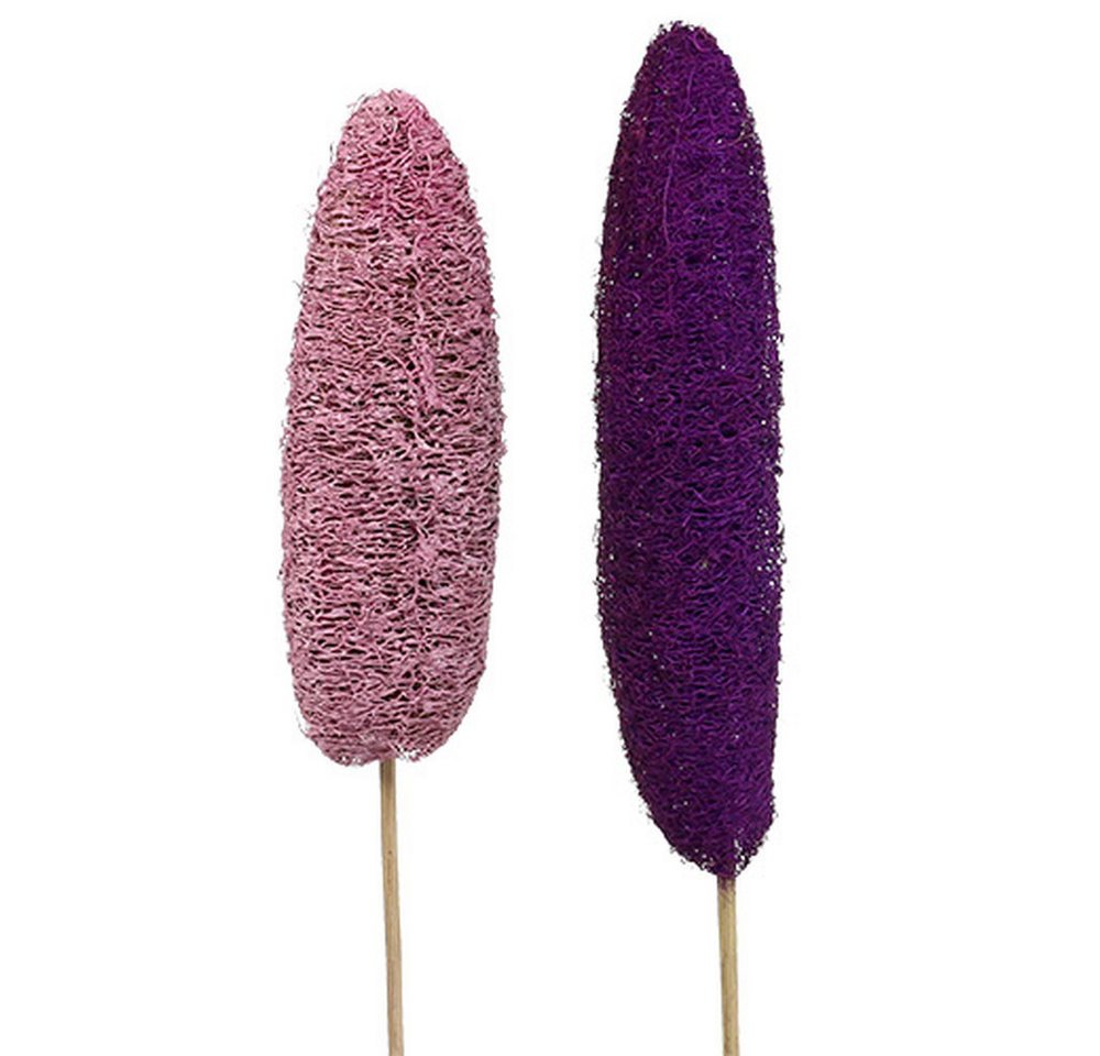 Florists Products Bastelmoos Luffa Schwamm am Stiel Groß Naturdeko Rosa Erika, Trockendeko, 25 Stü