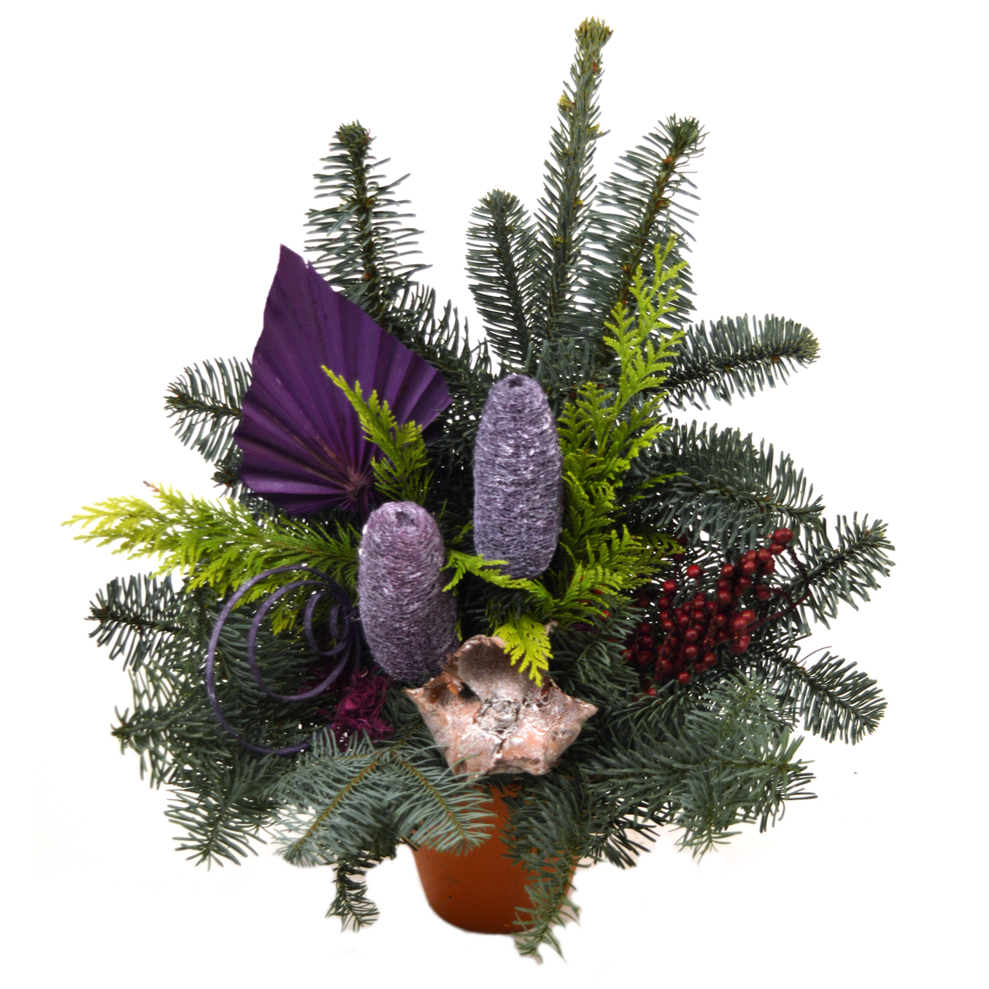 toom Grabschale brombeere Nobilis-Tanne 50 x 40 cm