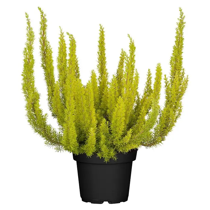 Piardino Baumheide (Erica arborea, Topfgröße: 12 cm)