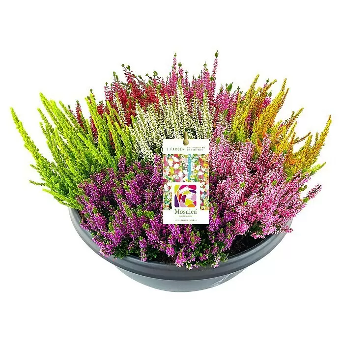 Piardino Besenheide Beauty Ladies (Calluna vulgaris 'Beauty Ladies', Topfgröße: 45 cm, 7 Blütenfarben in einer Schale)