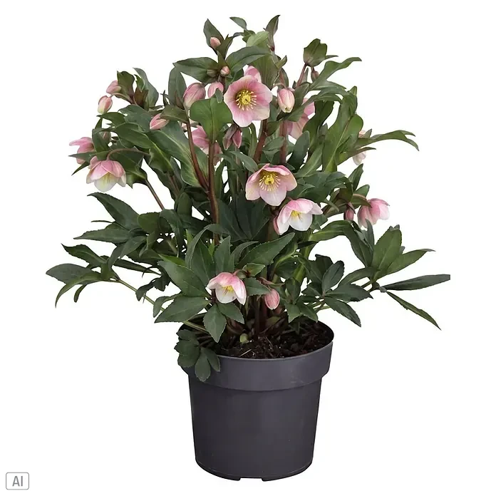 Piardino Christrose (Helleborus x sahinii 'Winterbells' (syn. Helleborus JWLS® Winterbells), Topfgröße: 19 cm, Creme-Grün (innen) & staubiges Rosa (au