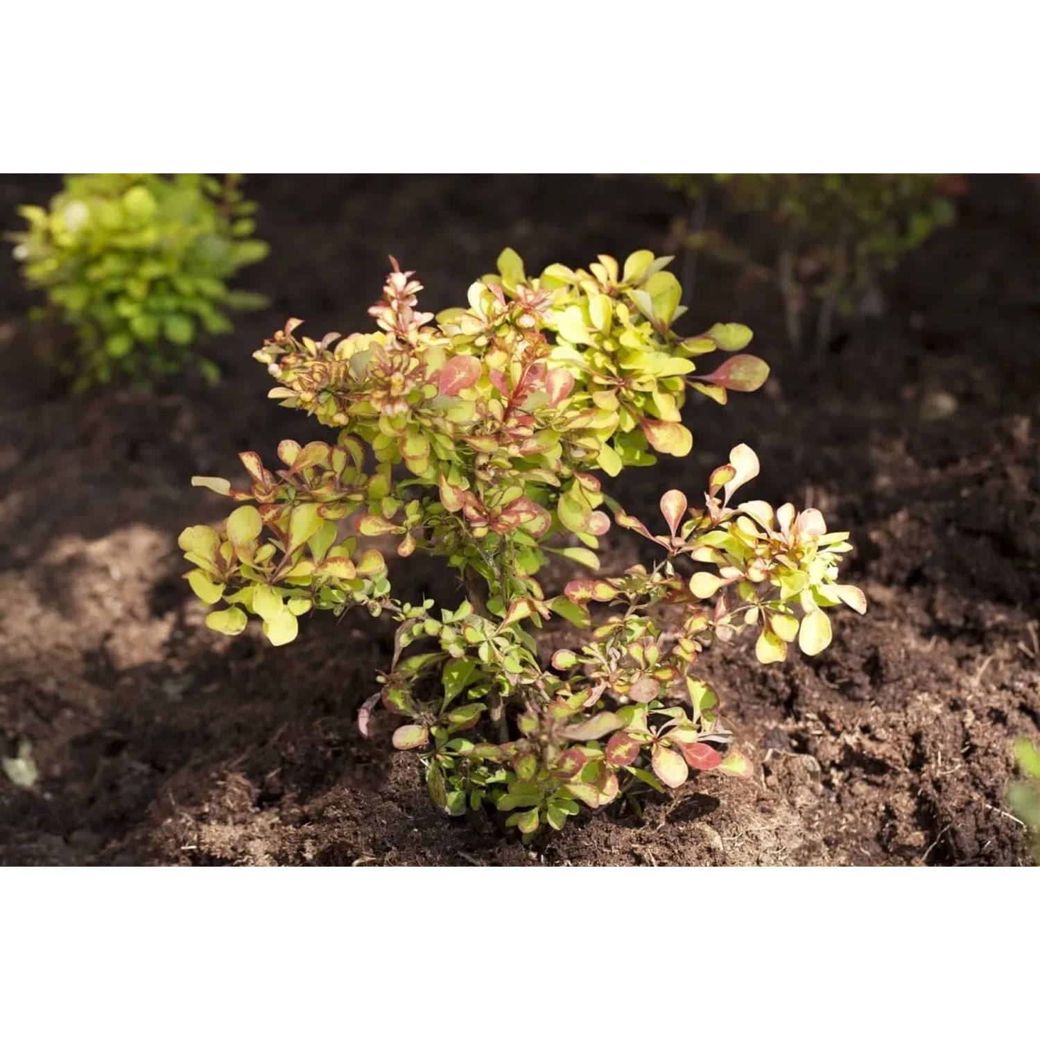 Thunberg-Berberitze 125-150 cm im Topf - Berberis thunbergii