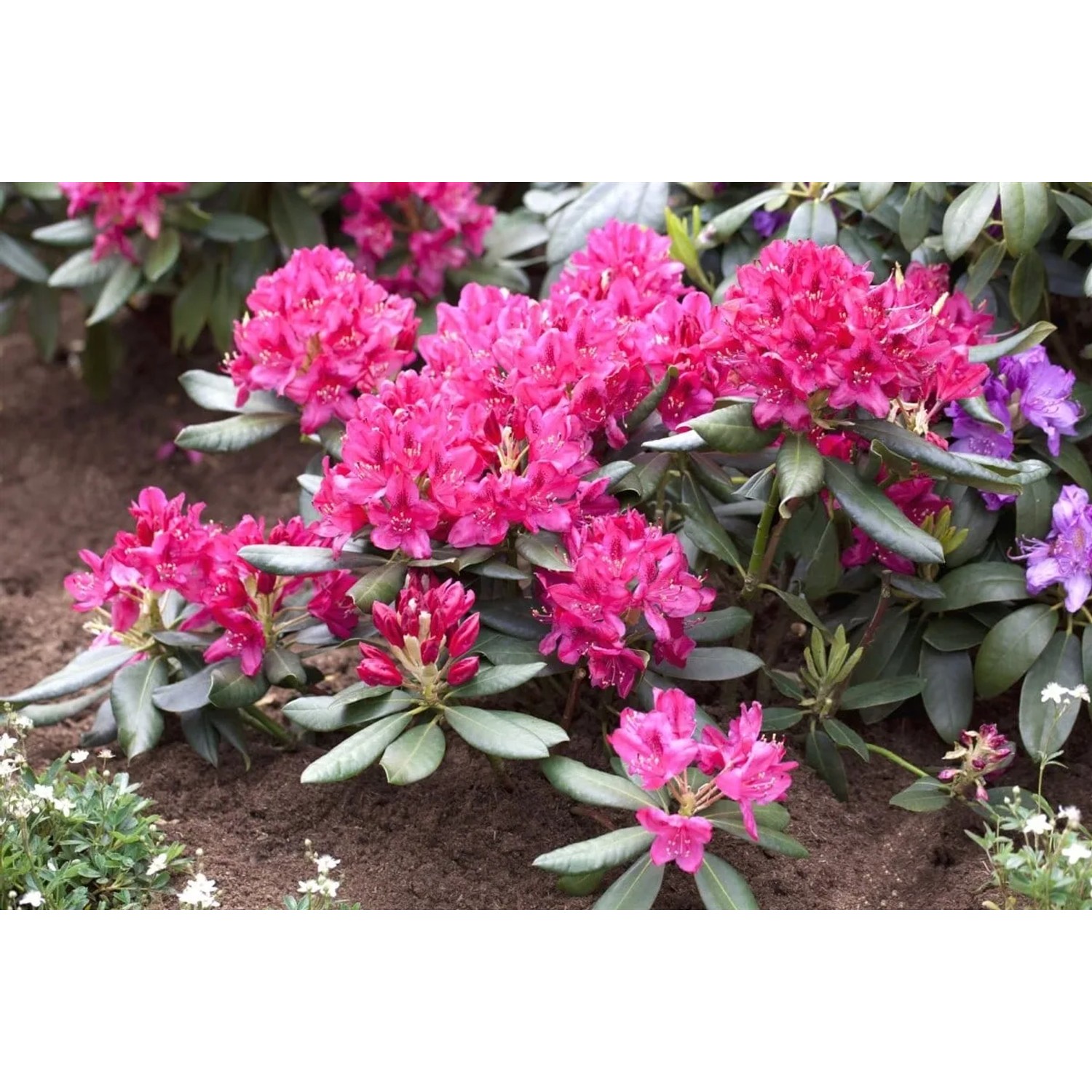 Rhododendron 40-50 cm