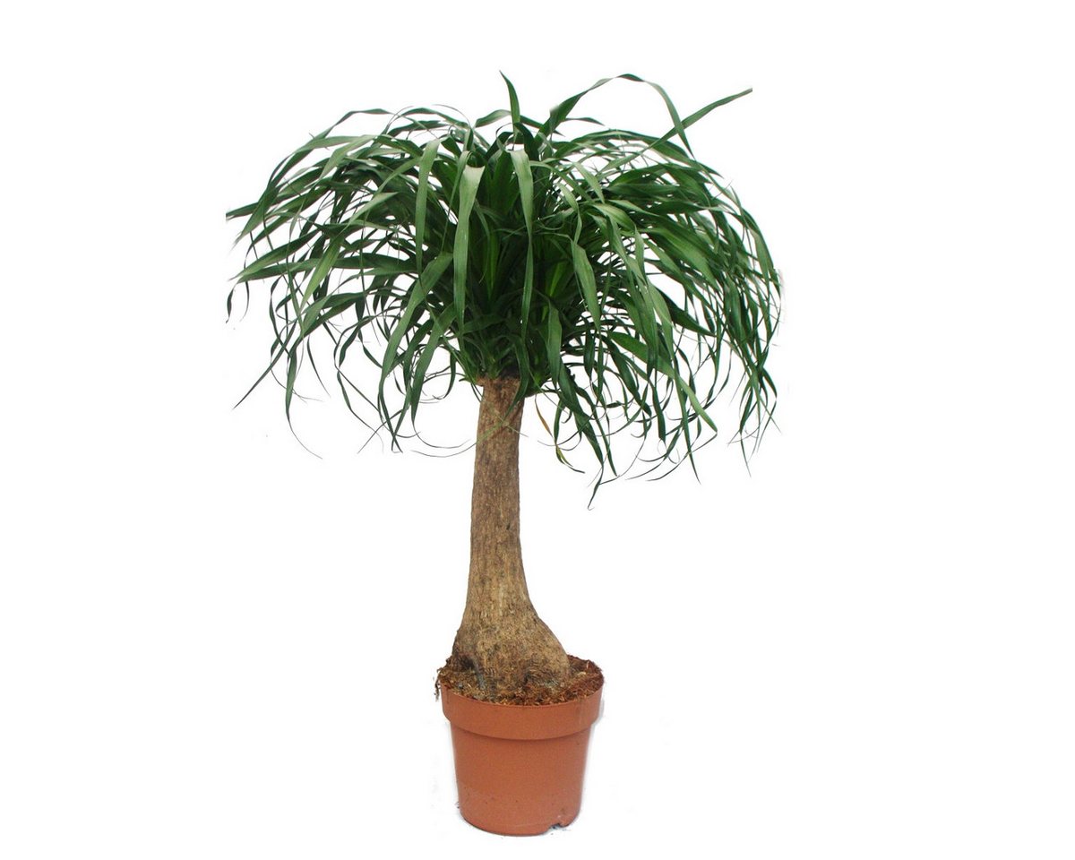 Exotenherz Zimmerpflanze Beaucarnea (Nolina), Elefantenfuß, 19cm, gerader Stamm