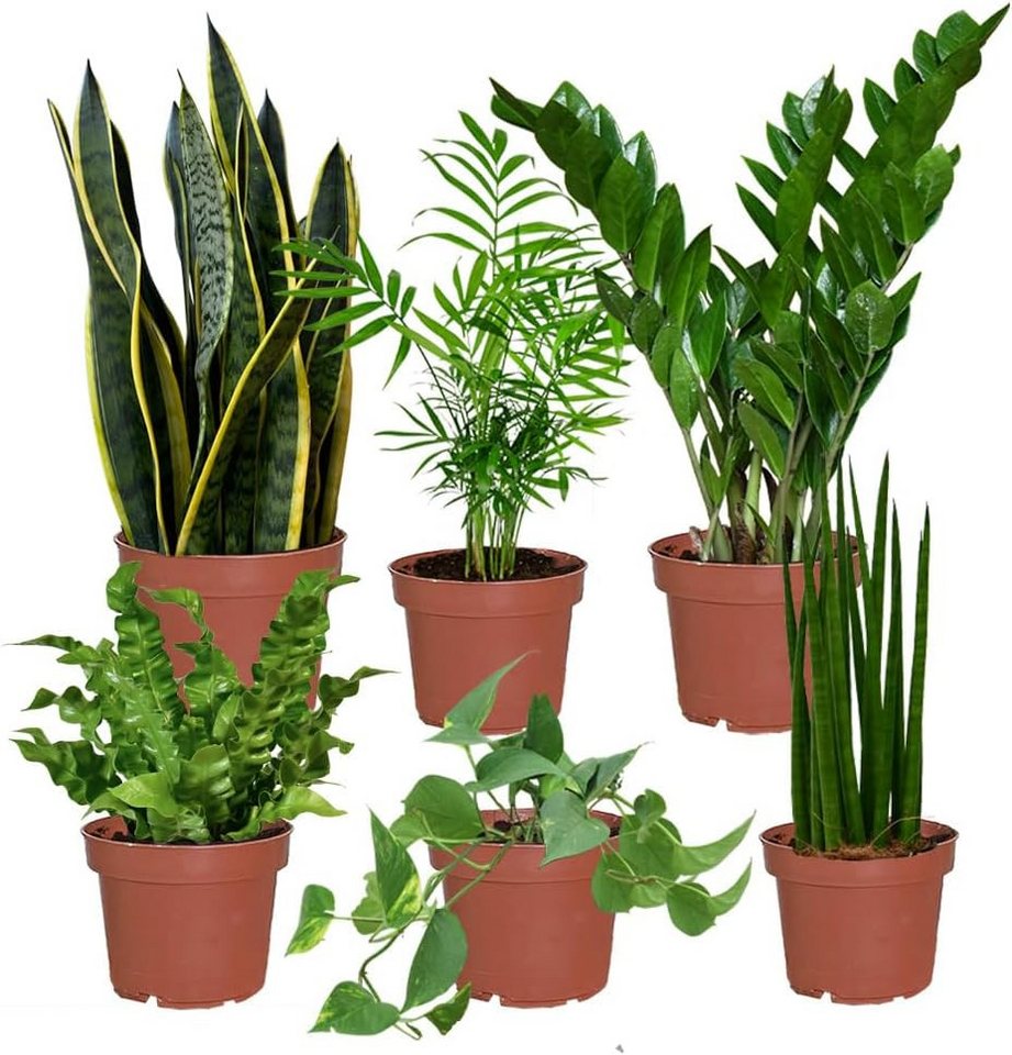 Green Me Up Zimmerpflanze 6er Box pflegeleichte Büropflanzen, Pflegeleicht, Luftverbessernd, Kompakter Wuchs Bild 2