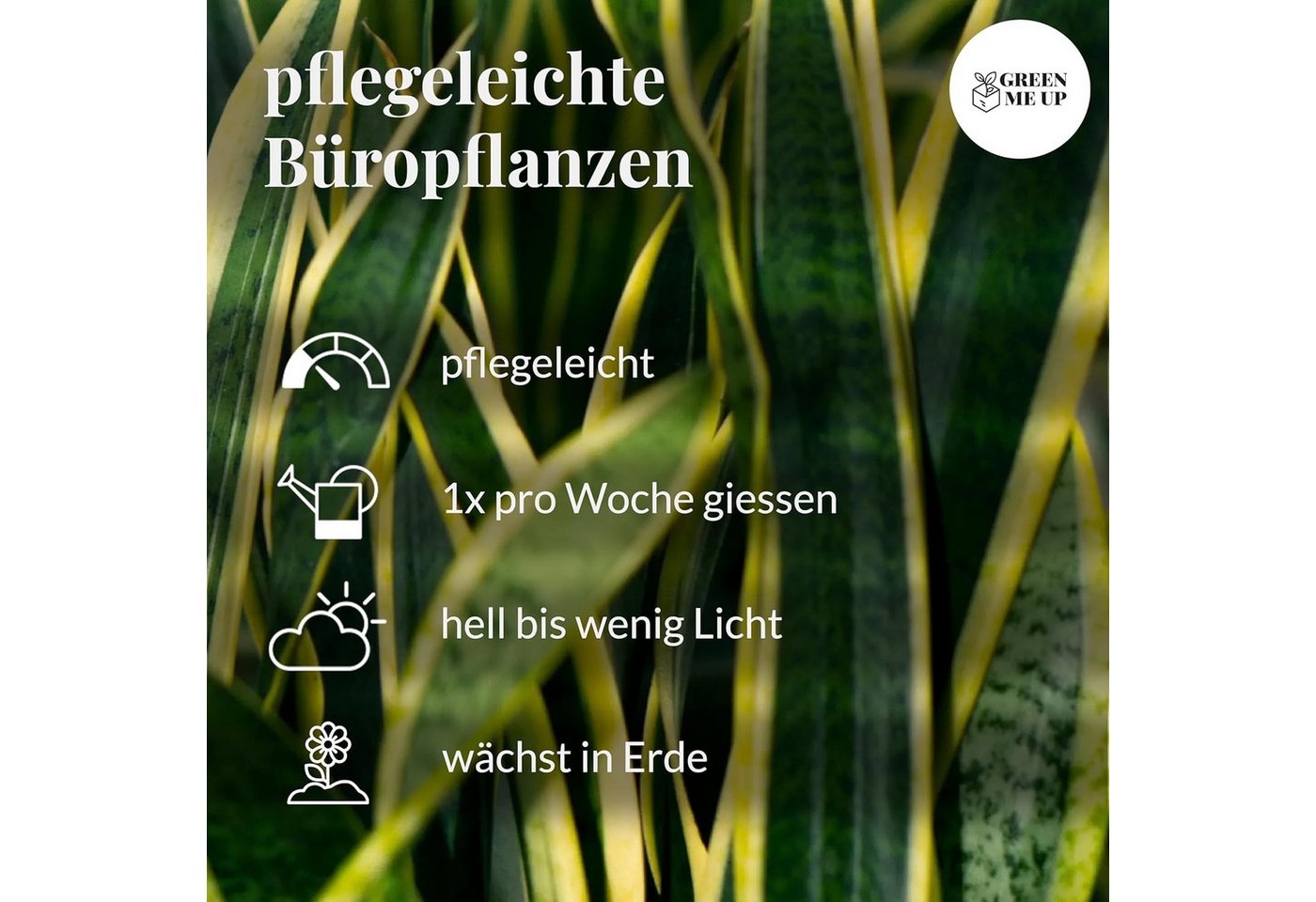 Green Me Up Zimmerpflanze 6er Box pflegeleichte Büropflanzen, Pflegeleicht, Luftverbessernd, Kompakter Wuchs Bild 3