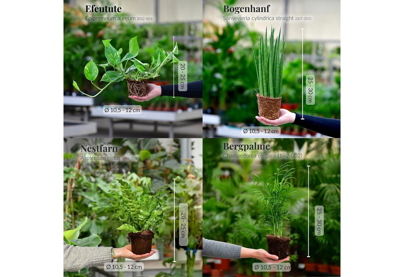 Green Me Up Zimmerpflanze 6er Box pflegeleichte Büropflanzen, Pflegeleicht, Luftverbessernd, Kompakter Wuchs Bild 4