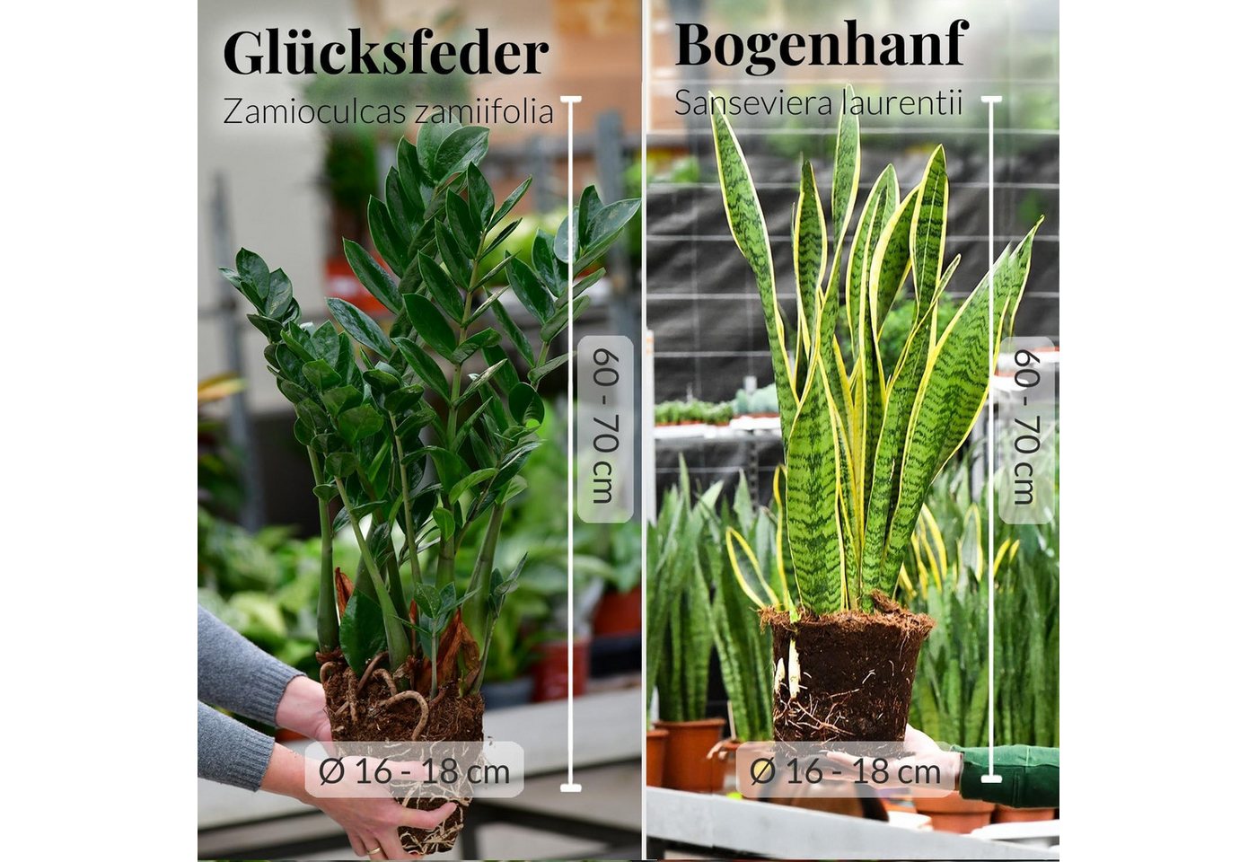 Green Me Up Zimmerpflanze 6er Box pflegeleichte Büropflanzen, Pflegeleicht, Luftverbessernd, Kompakter Wuchs Bild 5