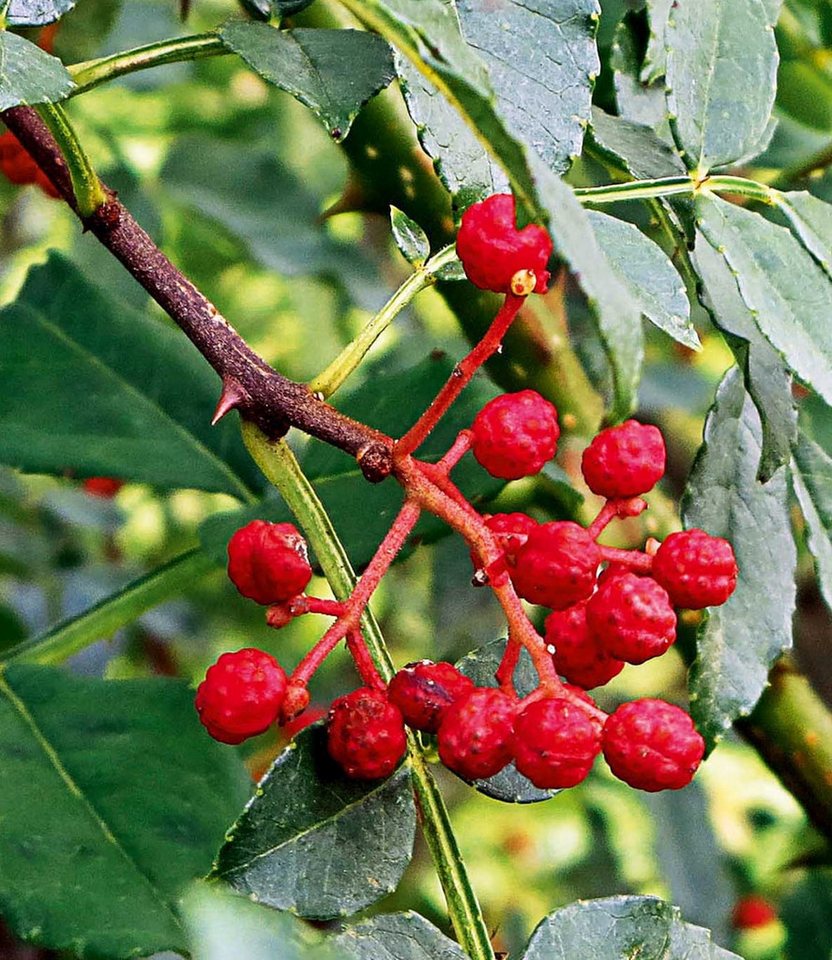BALDUR Garten Obstpflanze Szechuan-Pfeffer, 1 St., Schnittfest,duftend,winterhart, mehrjährig, pflegeleicht Bild 2