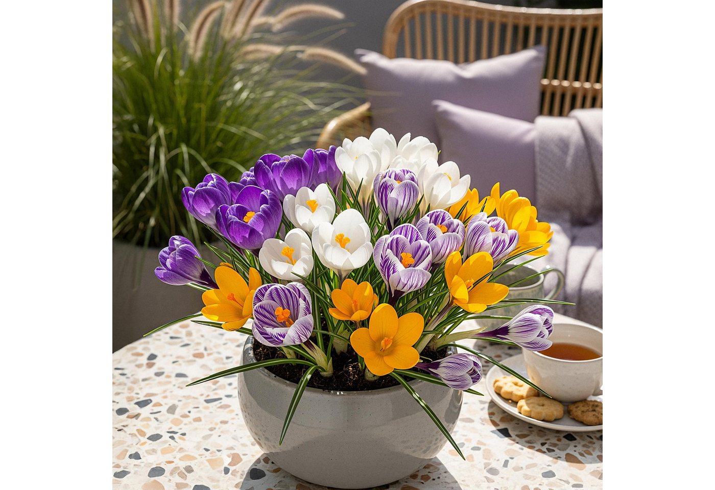 Exotenherz Blumenzwiebeln Exotenherz Blumenzwiebeln - Krokus Crocus großblumiger Mix (30 Stück), (30-St)