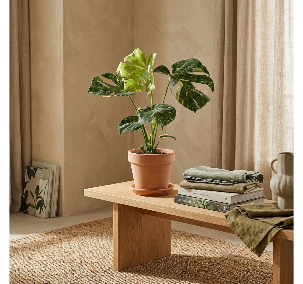 Bloomique Zimmerpflanze Monstera Deliciosa Thai Constellation, Fensterblatt, 25-30 cm, 1 St.