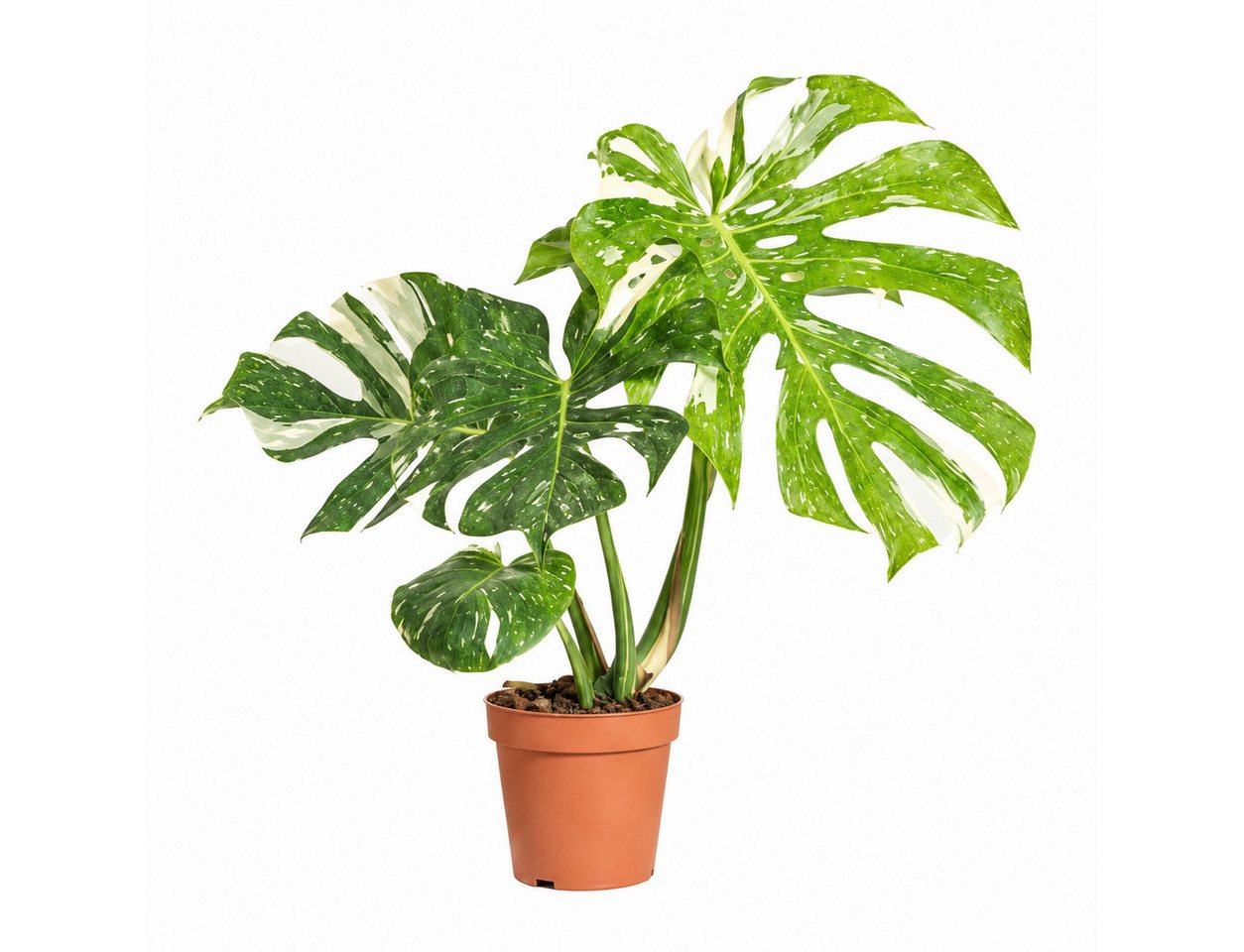 Bloomique Zimmerpflanze Monstera Deliciosa Thai Constellation, Fensterblatt, 25-30 cm, 1 St. Bild 2