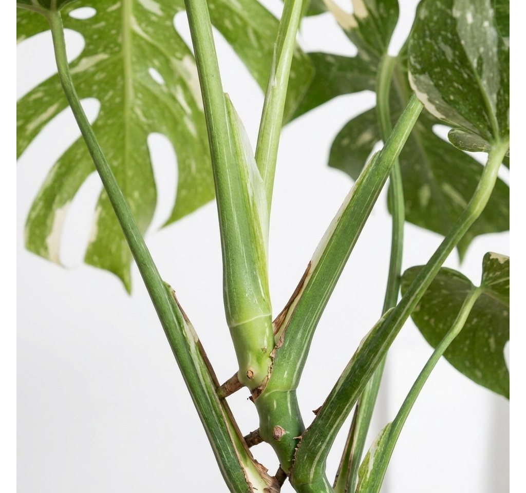 Bloomique Zimmerpflanze Monstera Deliciosa Thai Constellation, Fensterblatt, 25-30 cm, 1 St. Bild 3