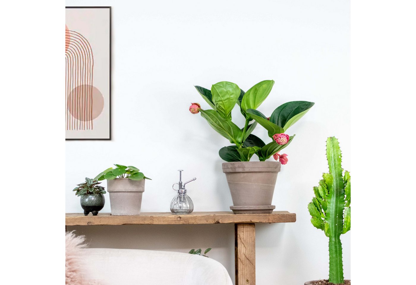 Bloomique Zimmerpflanze Medinilla Magnifica Flamenco, Zimmerpflanze, 50-60 cm, Topf 17 cm, 1 St.