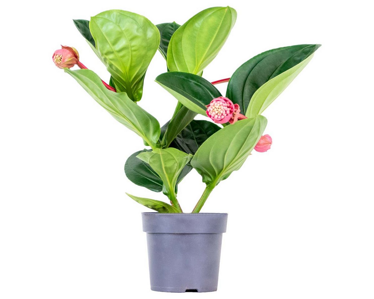 Bloomique Zimmerpflanze Medinilla Magnifica Flamenco, Zimmerpflanze, 50-60 cm, Topf 17 cm, 1 St. Bild 3