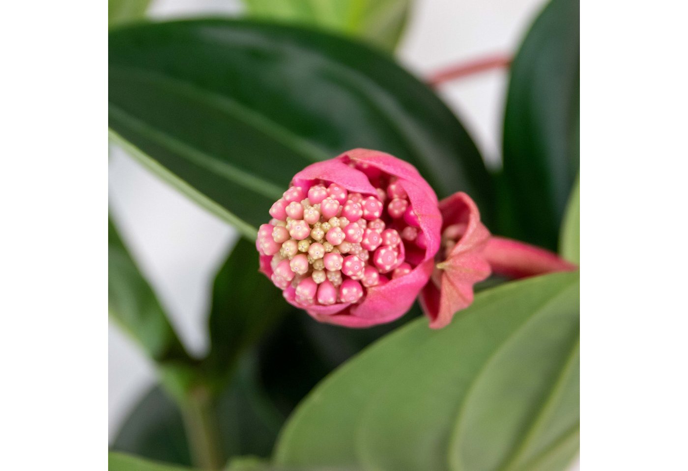 Bloomique Zimmerpflanze Medinilla Magnifica Flamenco, Zimmerpflanze, 50-60 cm, Topf 17 cm, 1 St. Bild 4