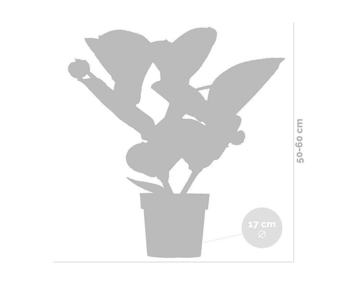 Bloomique Zimmerpflanze Medinilla Magnifica Flamenco, Zimmerpflanze, 50-60 cm, Topf 17 cm, 1 St. Bild 5