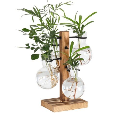 Bunthaus Kit De Terrariums Pour Plantes, Support De Pot De Fleurs Hydroponiques De Bureau, Station De Propagation De Plantes Avec 4 Vases En Verre Et Support En Bois Massif, Cadeau De Jardinage Pour