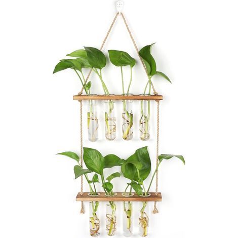 Station De Propagation Avec Support En Bois Vase Mural,verre Suspendu Pour Plantes Hydroponiques