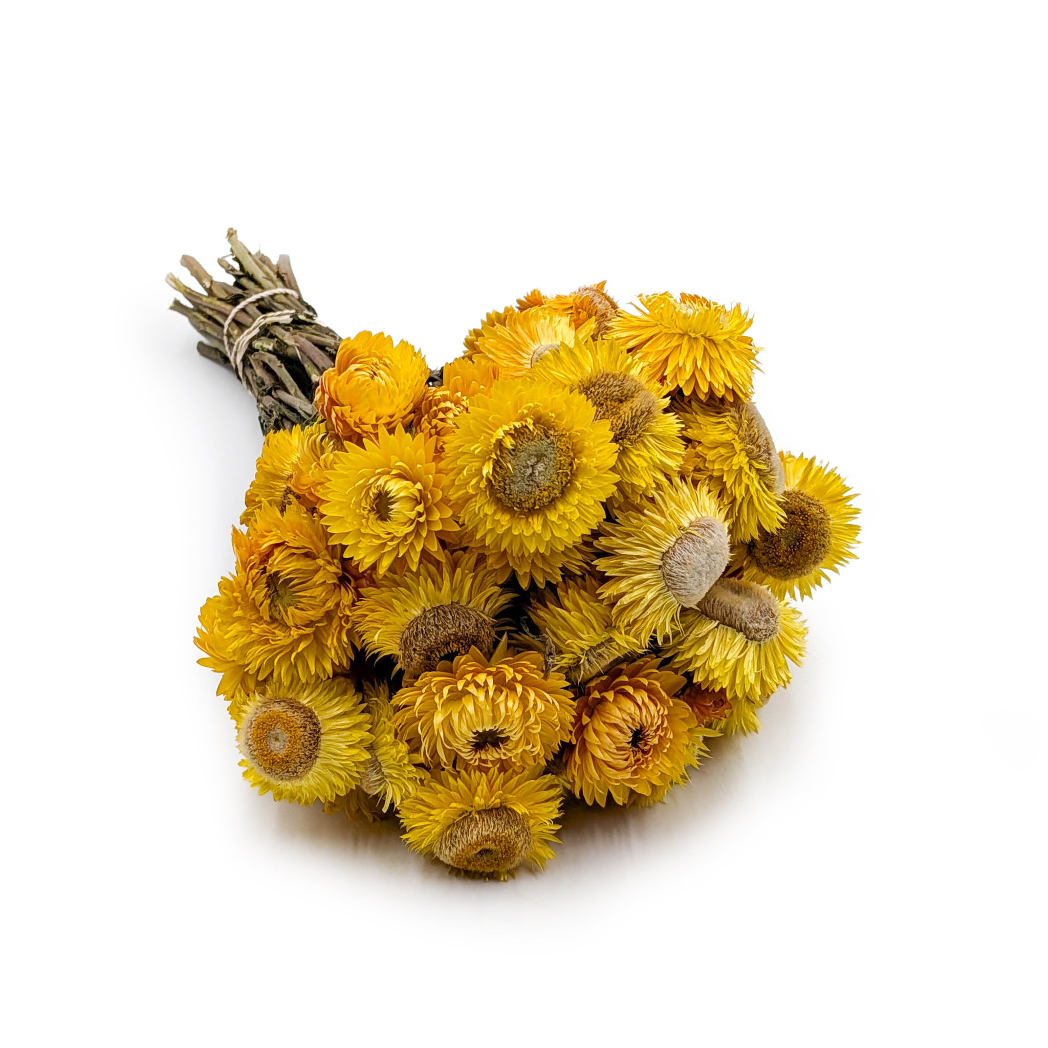 Getrocknete Strohblume (helichrysum) - Gelb