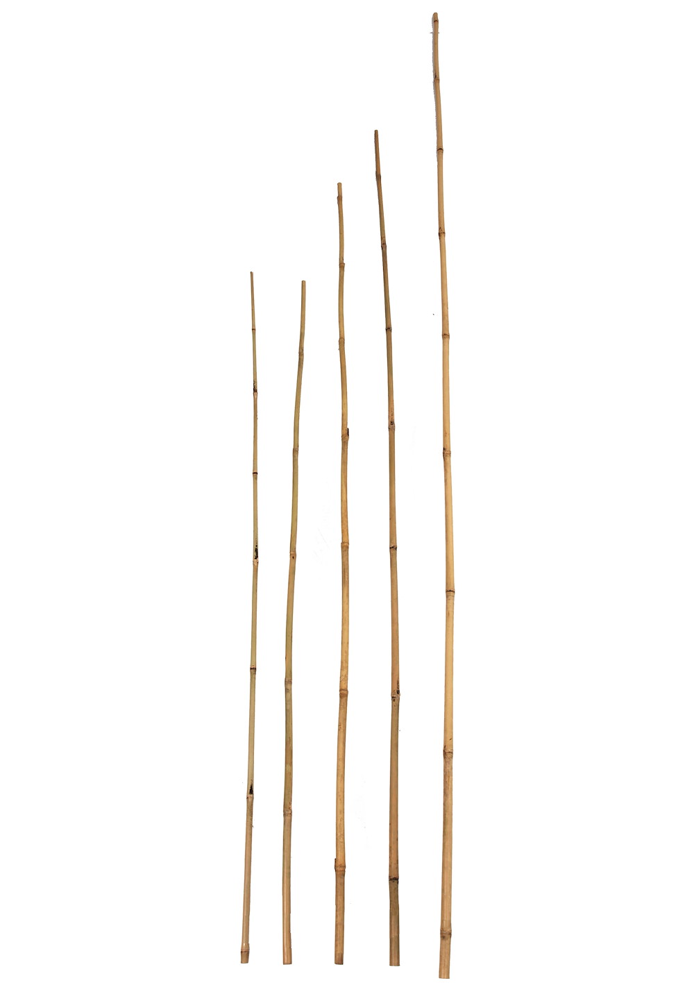 Bambuspflanz/dekostab Classic L=300cm, Ø 50-60mm, Natur