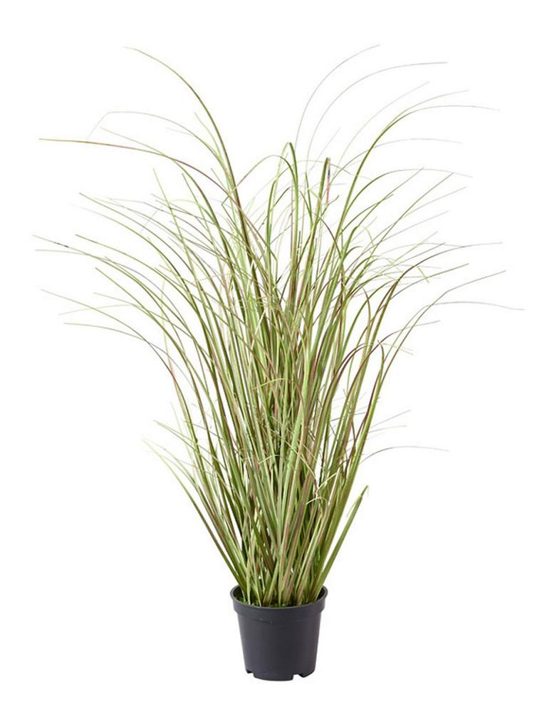 Gras Im Topf 70cm Zwiebelgras Mauve/grün