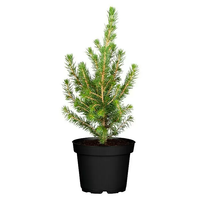 Piardino Zuckerhut-Fichte Conica (Picea glauca 'Conica', Topfgröße: 9 cm)
