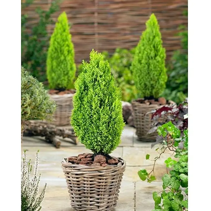 Blaue Scheinzypresse (Chamaecyparis lawsoniana 'Ellwoodii', Topfgröße: 9 cm)