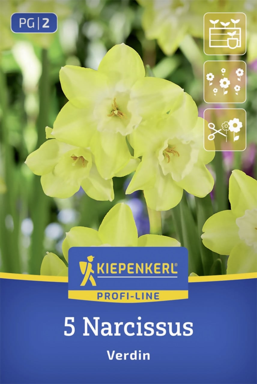 Kiepenkerl Profi-Line Narzisse Verdin gelb 5 Stück Bild 2