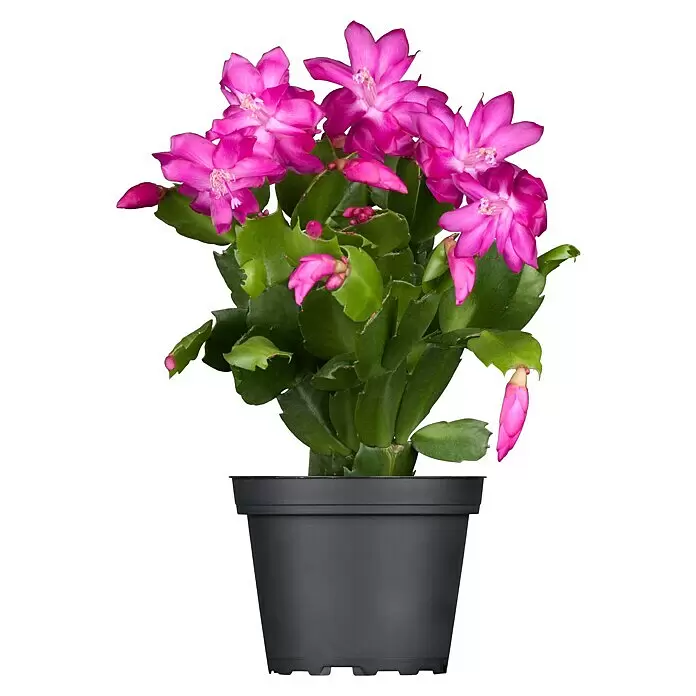 Piardino Weihnachtskaktus in Farben gemischt (Schlumbergera bridgesii, Topfgröße: 13 cm)