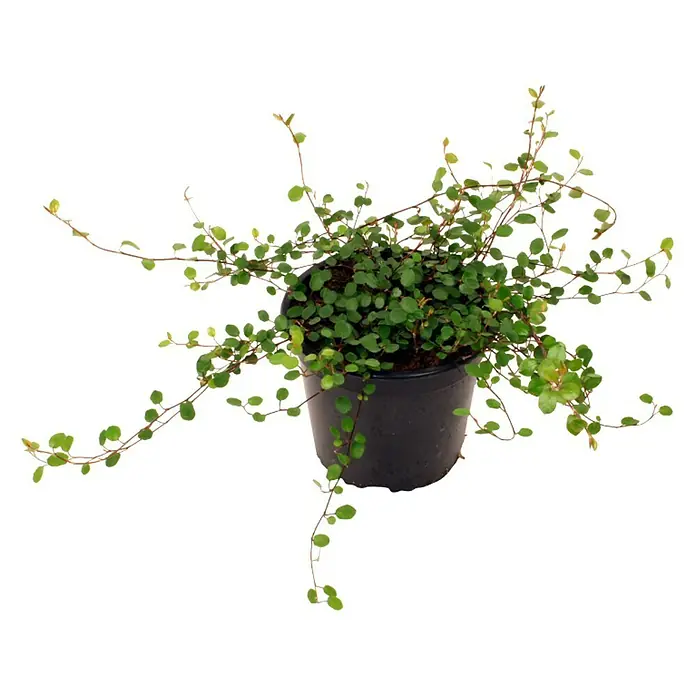 Piardino Drahtstrauch (Topfgröße: 12 cm)