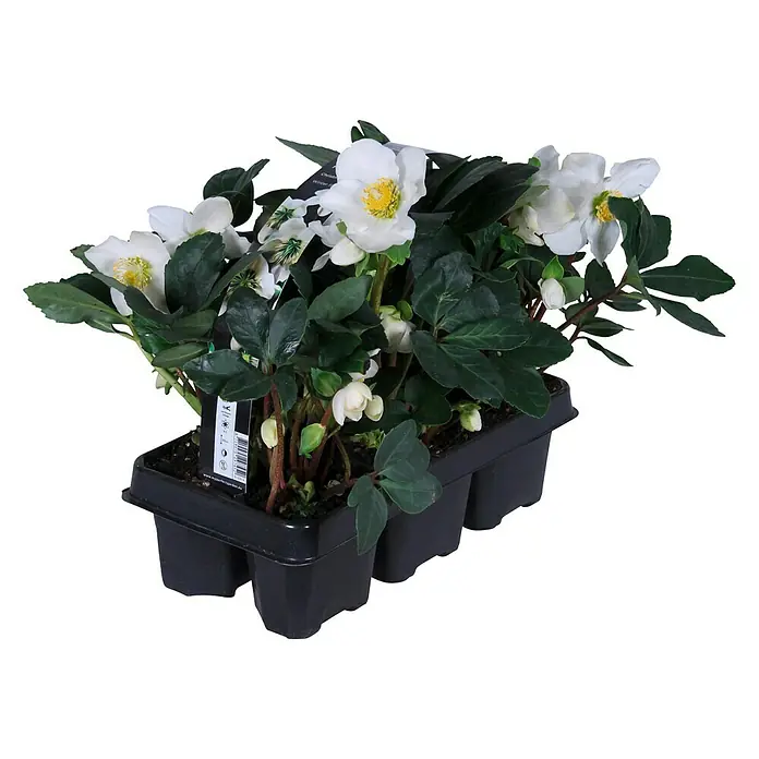 Piardino Christrose 6er Pack (Helleborus niger 'Christmas Carol', Topfgröße: 9 cm, Sortenabhängig)