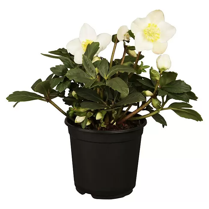 Piardino Christrose (Helleborus niger 'Hellada', Topfgröße: 14 cm, Sortenabhängig)
