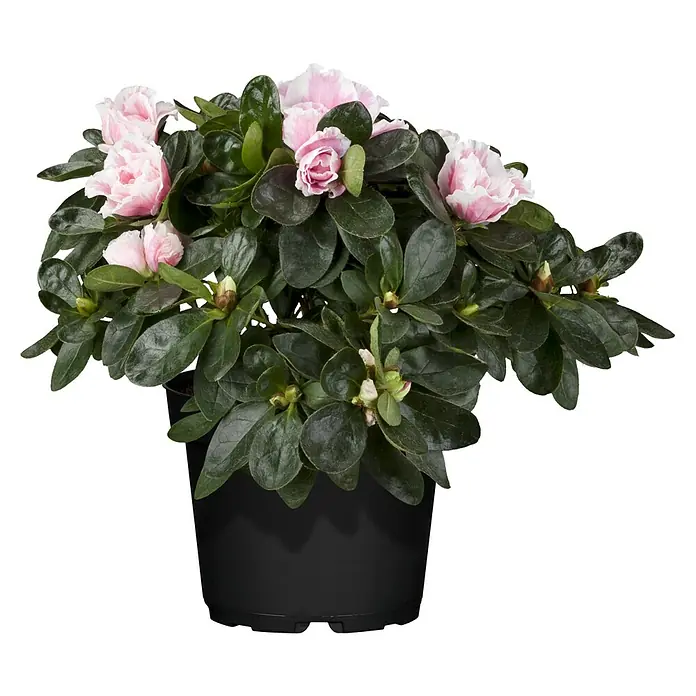 Piardino Zimmerazalee verschiedene Sorten (Rhododendron simsii, Topfgröße: 13 cm, Rosa/Rot/Weiß)
